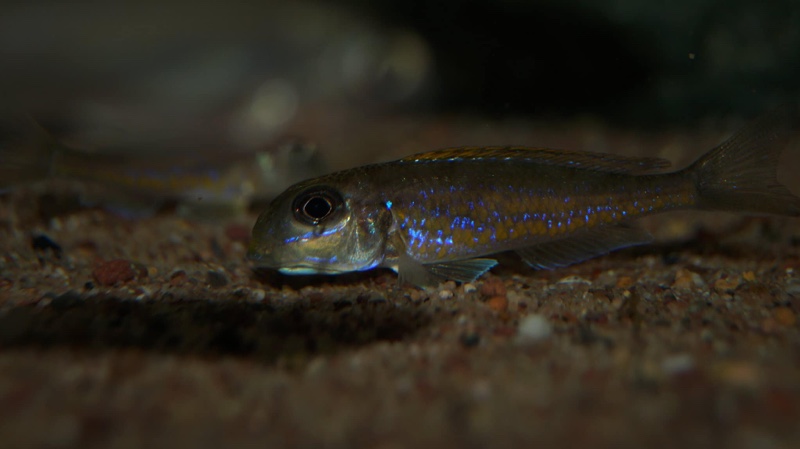 Xenotilapia flavipinnis 'Mutondwe (Crocodile) Island'